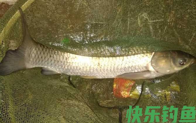 野钓草鱼钓浮还是钓底？(图2)