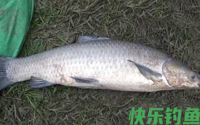 野钓青鱼打窝多久能钓？(图2)