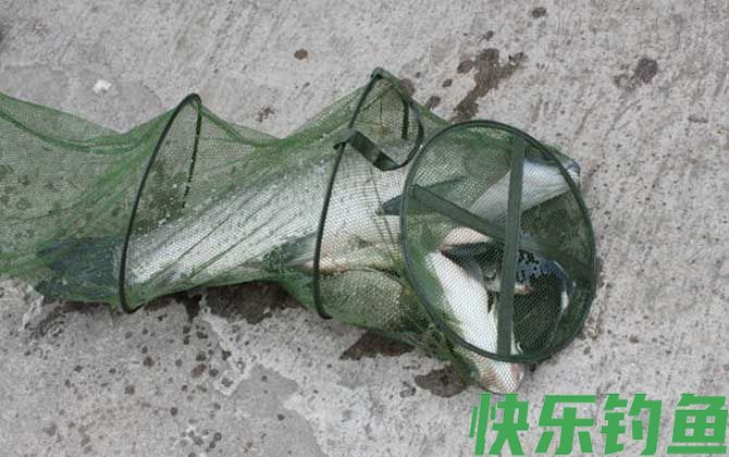 野钓青鱼打窝多久能钓？(图3)