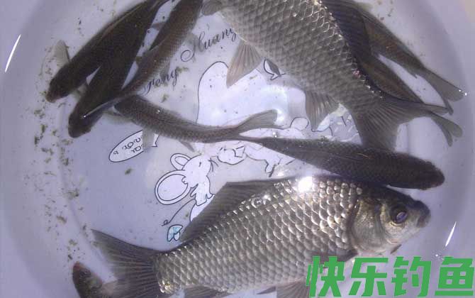 秋天野钓鲫鱼技巧及注意事项(图2)