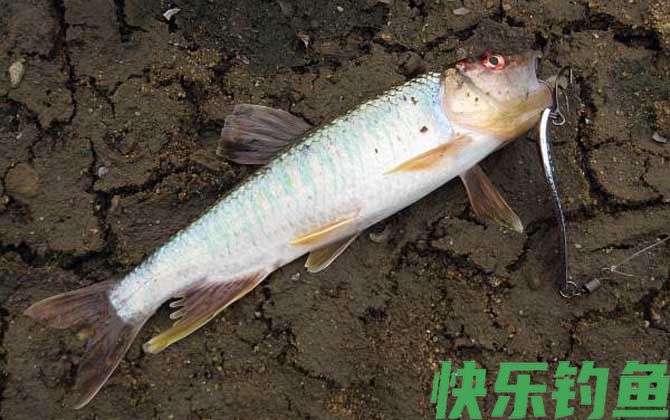 钓马口鱼最佳时间是什么时候？(图3)