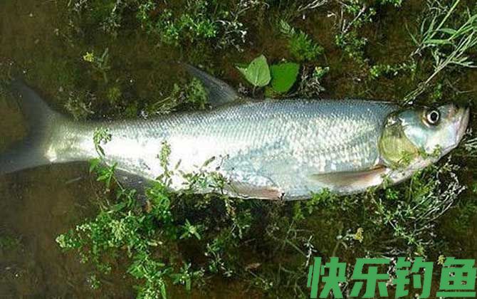 手竿怎么钓翘嘴上鱼快？(图2)