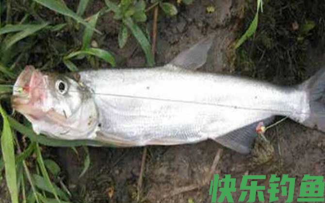 手竿怎么钓翘嘴上鱼快？(图6)