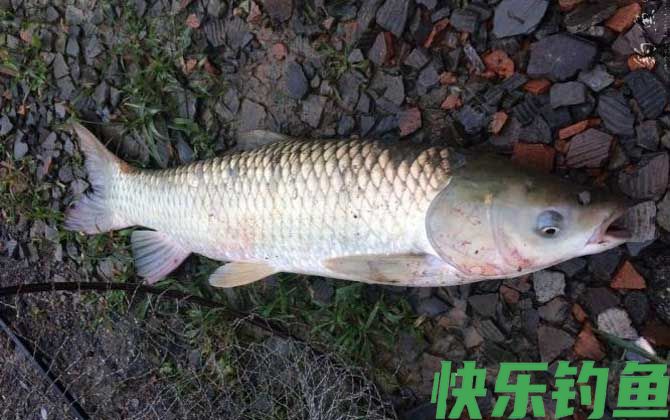 钓草鱼怎么调漂最好？(图4)