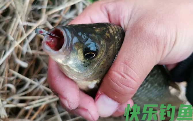 春季传统钓鲫鱼技巧及注意事项(图1)