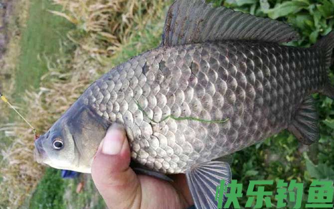 春季传统钓鲫鱼技巧及注意事项(图4)