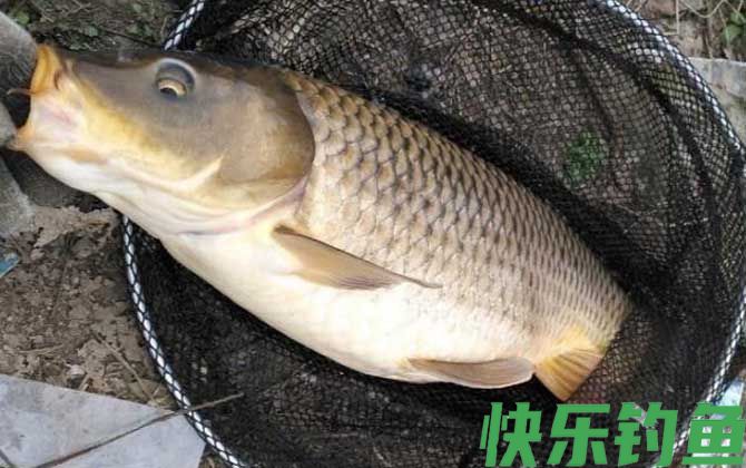 初夏钓鱼实用技巧大全(图2)