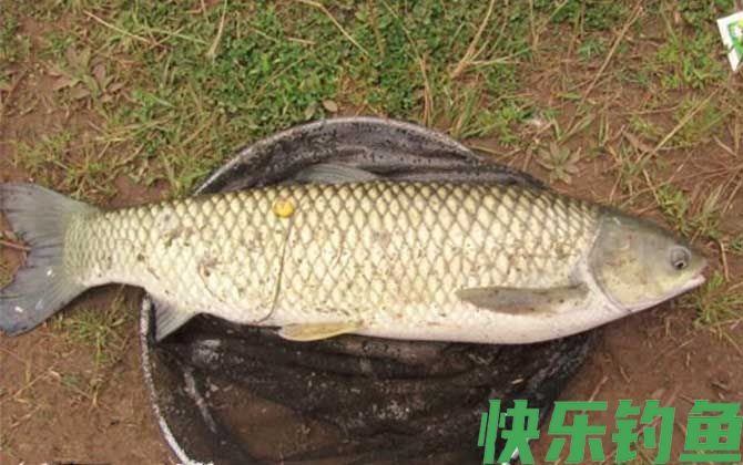 黑坑钓草鱼调漂的正确方法(图1) 黑坑钓草鱼调漂的正确方法(图1)
