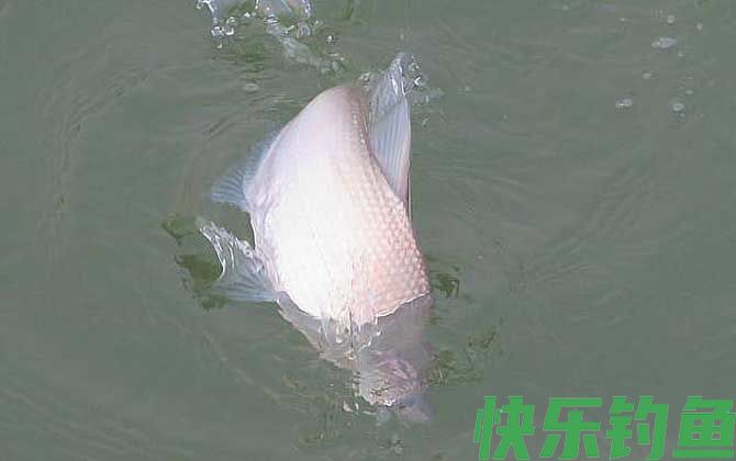 钓鳊鱼的最佳时间(图4)
