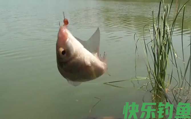 六月天钓鱼深度多深为好？(图4)