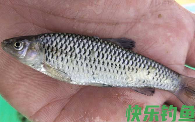 怎样钓麦穗鱼上钩率高？(图2)