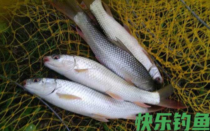 野钓鲮鱼怎么调漂最实用？(图2)