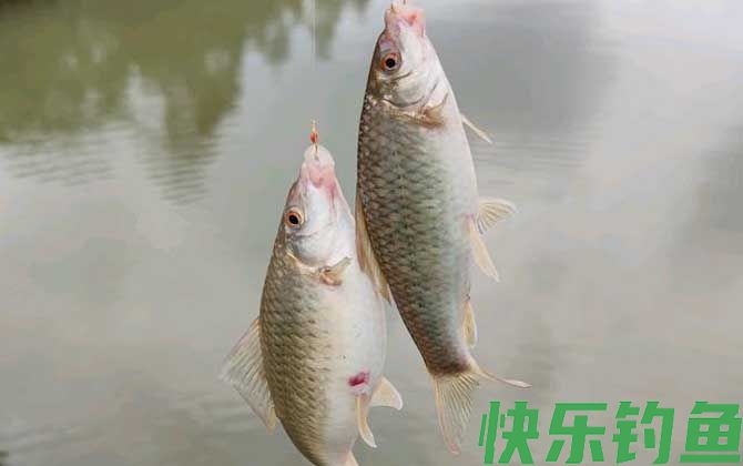 野钓鲮鱼怎么调漂最实用？(图4)
