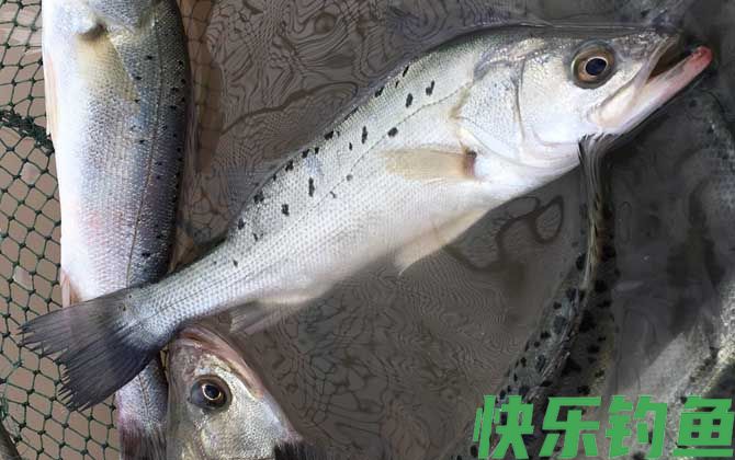 钓鲈鱼的最佳深度是多深？(图4)