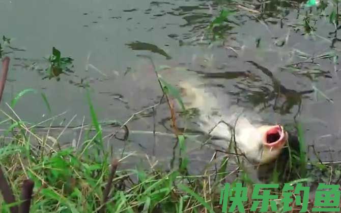 东南风钓鱼最佳钓位(图5)