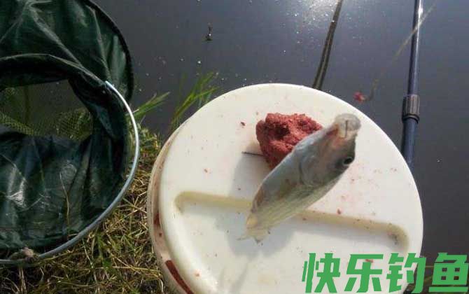 初春季节钓鲫鱼怎么钓？(图3)