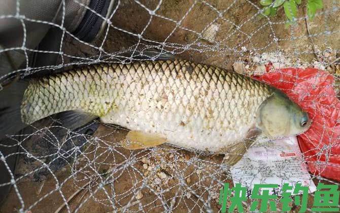 水库钓草鱼怎么选钓位及水深？(图1)