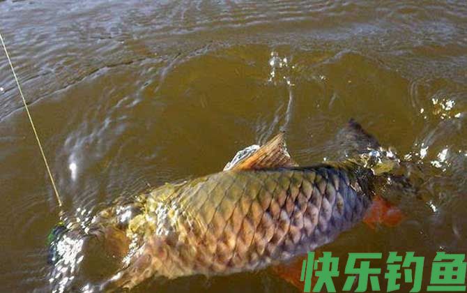 遛鱼会炸窝吗？(图2)