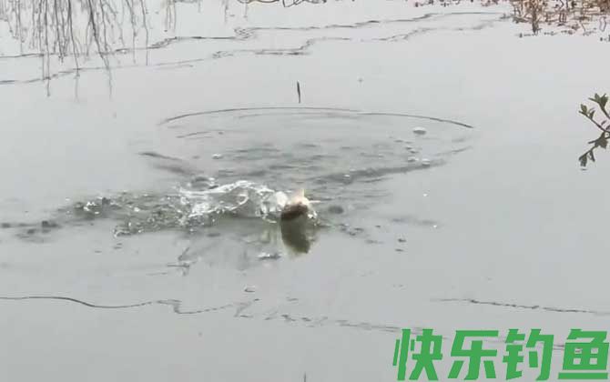 二月钓鱼最佳时间是什么时候？(图4)