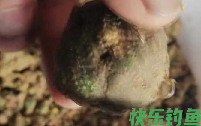 爆炸钩怎样上饵料？(图4)