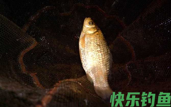 夜钓实用技巧大全(图1)