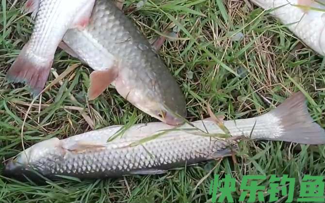 鲻鱼什么时候钓最适合？(图2)