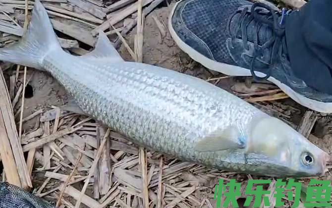 鲻鱼什么时候钓最适合？(图1)