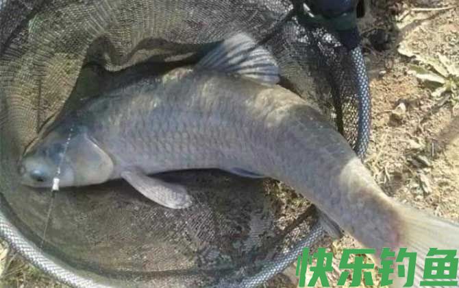 钓大青鱼的特效饵及钓法(图3)