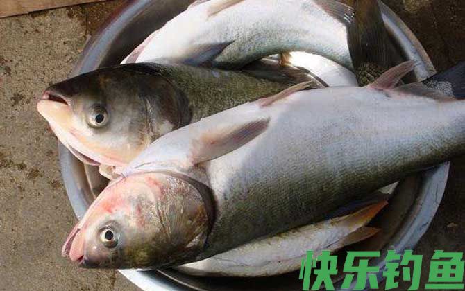 水深6、7米钓鲢鳙钓多深合适？(图2)