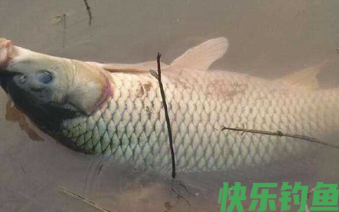海杆怎样钓鲤鱼？(图2)