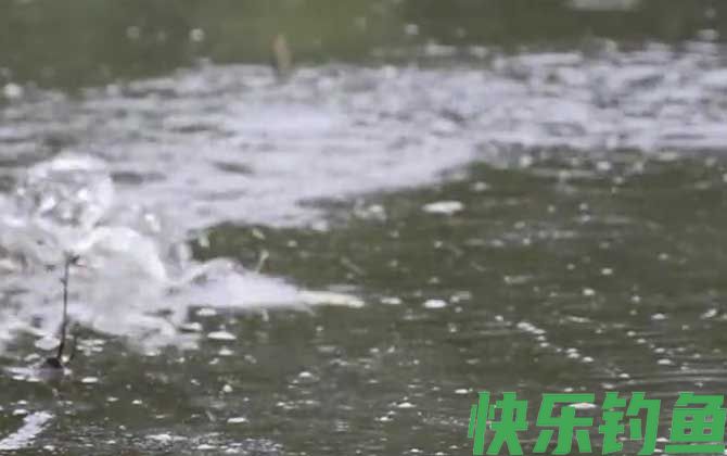 夏季钓鱼要钓底吗？(图2)