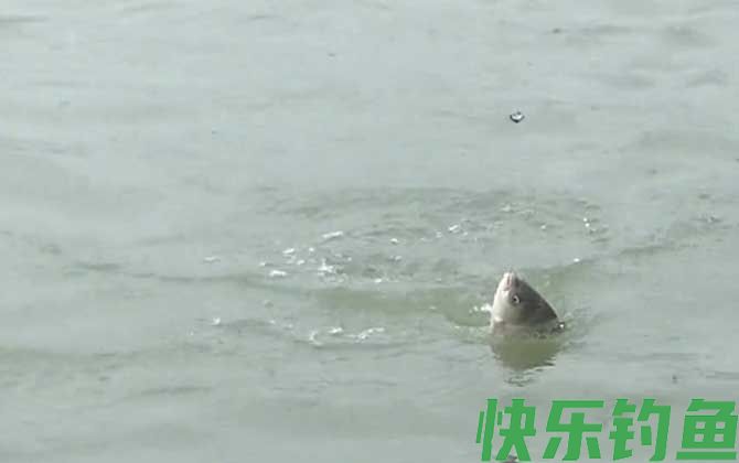 夏季钓鱼要钓底吗？(图3)