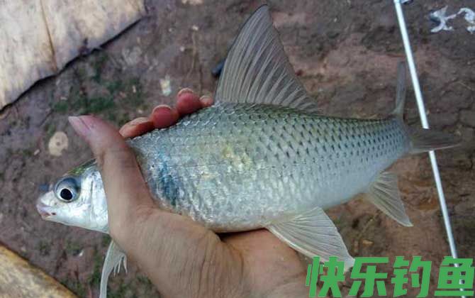 钓鲮鱼最佳调漂方法(图2)