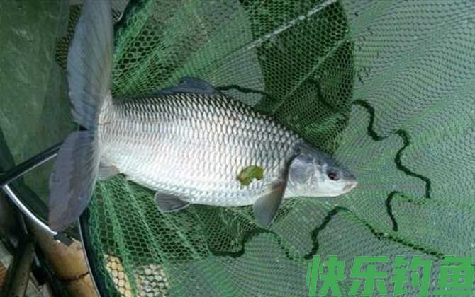 钓鲮鱼最佳调漂方法(图3)