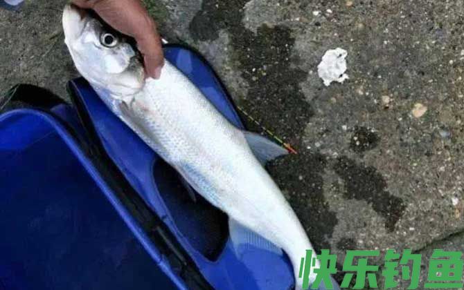 河里面翘嘴鱼怎么钓上鱼快?(图1) 河里面翘嘴鱼怎么钓上鱼快?(图1)