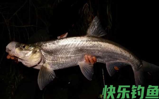 河里面翘嘴鱼怎么钓上鱼快?(图4) 河里面翘嘴鱼怎么钓上鱼快?(图4)