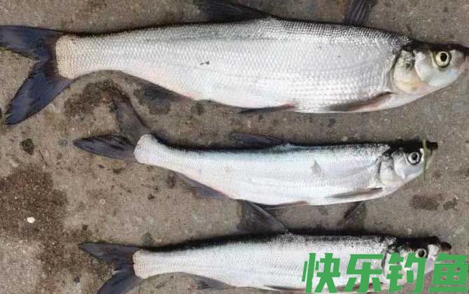 河里面翘嘴鱼怎么钓上鱼快?(图3) 河里面翘嘴鱼怎么钓上鱼快?(图3)