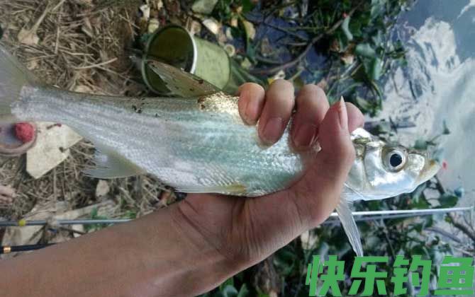 河里面翘嘴鱼怎么钓上鱼快?(图2) 河里面翘嘴鱼怎么钓上鱼快?(图2)