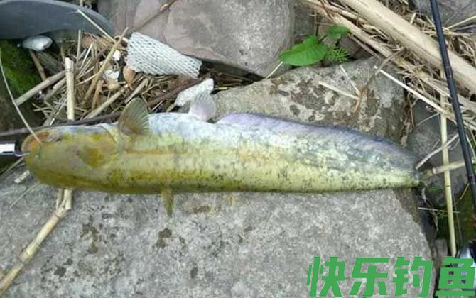 钓鲶鱼打窝技巧及钓法(图4)