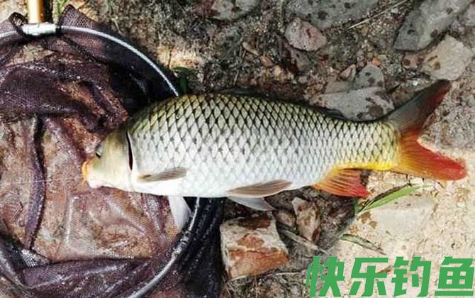 新手钓鱼须知及基本常识(图3)