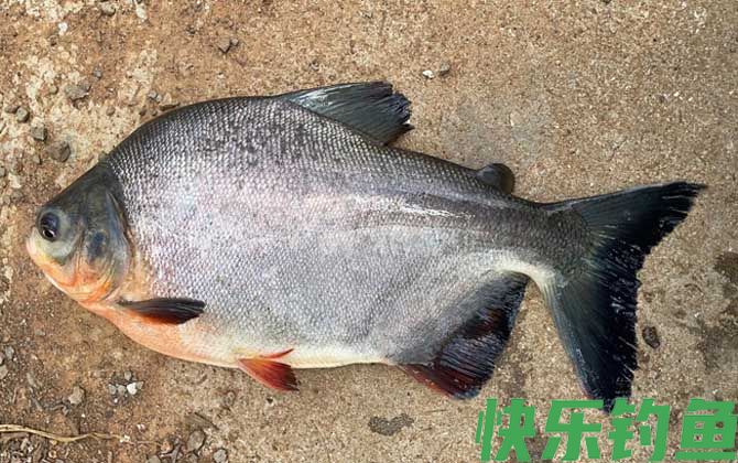 淡水白鲳是钓底还是钓浮？(图3)