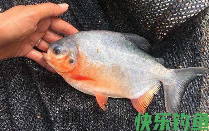 淡水白鲳是钓底还是钓浮？(图4)