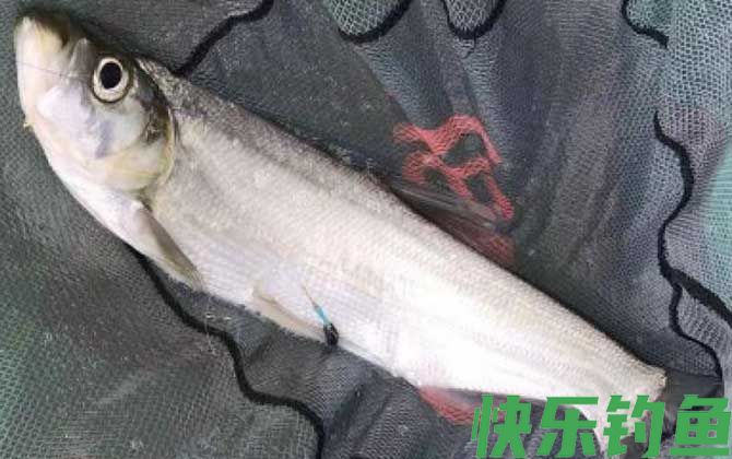 滑漂钓翘嘴鱼的最佳水深(图1)