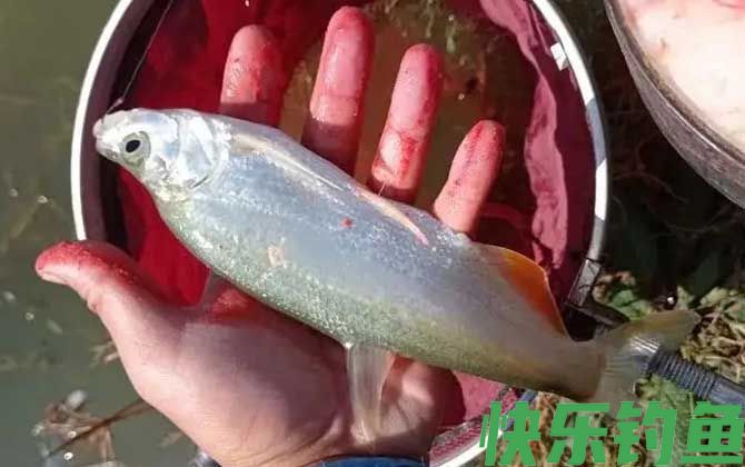滑漂钓翘嘴鱼的最佳水深(图2)
