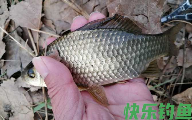 钓鲫鱼怎么打窝最好？(图4)