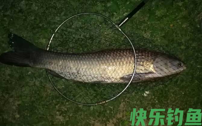 钓青鱼的方法和技巧(图5)