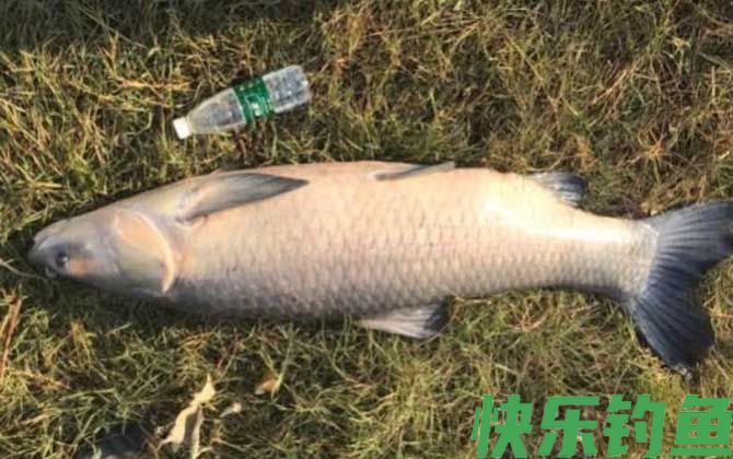 钓青鱼的方法和技巧(图7)