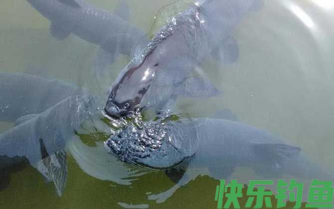 钓青鱼的方法和技巧(图6)
