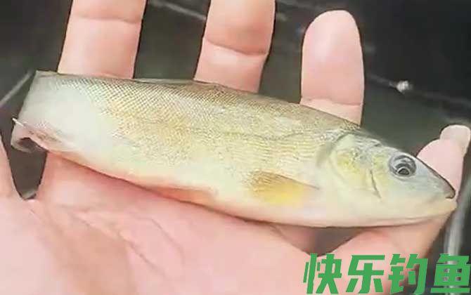 钓丁桂鱼怎么调漂最好?(图3) 钓丁桂鱼怎么调漂最好?(图3)