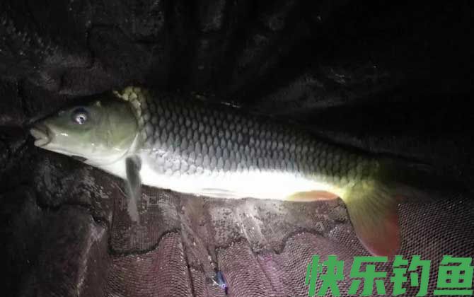 晚上钓鱼没口是什么原因？(图2)